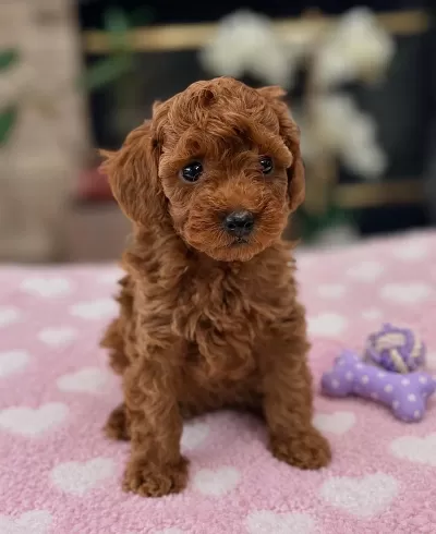 Orjinal Ev Üretimi Sağlık Garantili Toy Poodle
