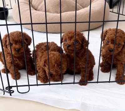 Wc Eğitimli Ev Üretimi Orjinal Toy Poodle