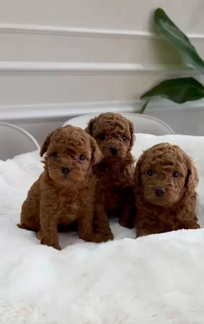 Orjinal Wc Eğitimli Toy Poodle