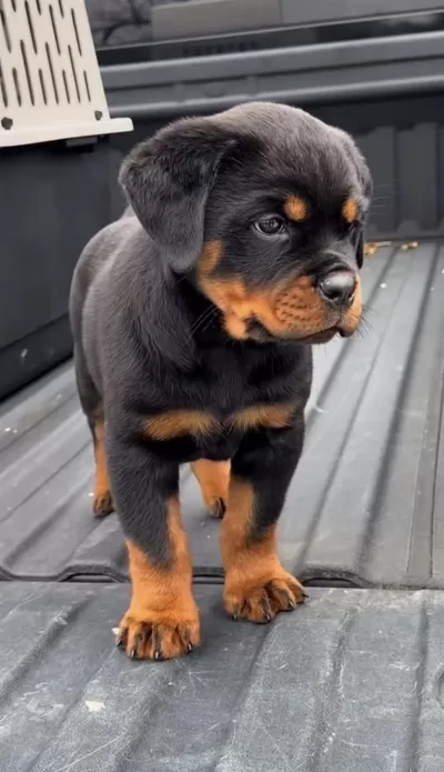 Sağlıklı Rottweiler Safkan
