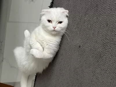 Dişi 1,5 Yaşında Bakımlı Aşıları Tam Scottish Fold