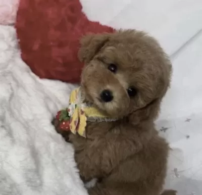 Harika Toy Poodle Minyatür