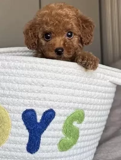 Sağlıklı Toy Poodle Minyatür