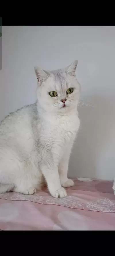 British Shorthair Silver Ns11 Dişi