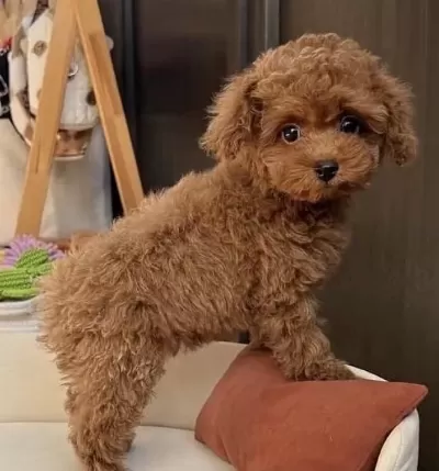 Sağlıklı Toy Poodle Minyatür