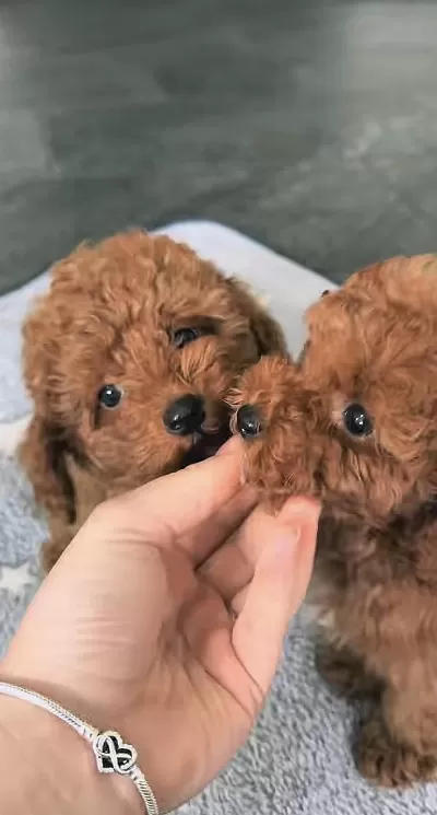 Sağlıklı Toy Poddle Minyatür
