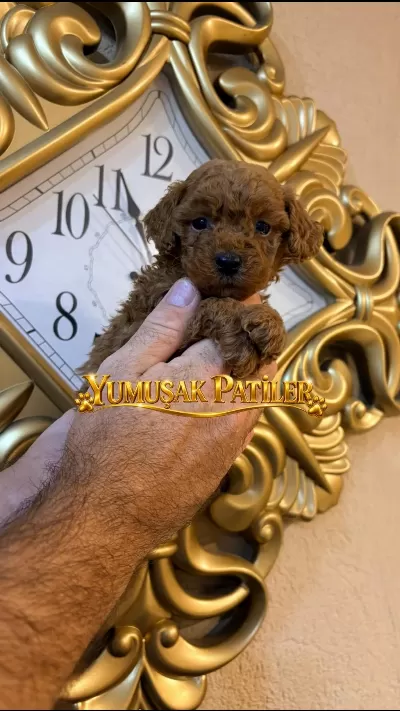 Red Brown Toy Poodle