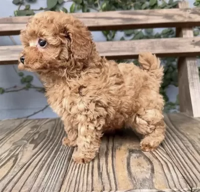 Sağlıklı Yavru Toy Poodle