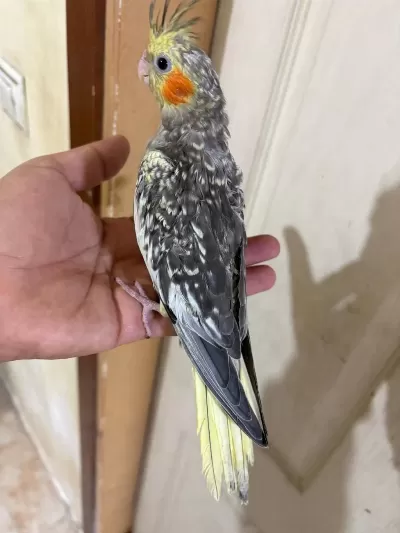 50 Günlük Harika Sultan Papağani Bebek