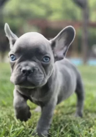 Ruhsatli̇ Çi̇fli̇kten French Bulldog Yavrulari İstanbul