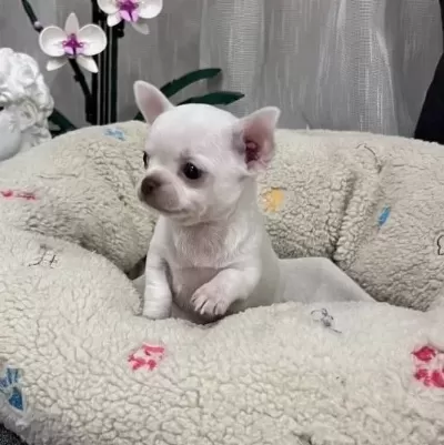 Rus Kan Micro Teacup Muhteşem Anatomi Yavrular