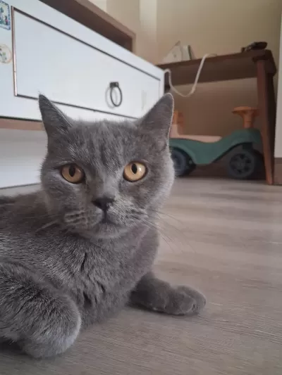 Dişi British Shorthair