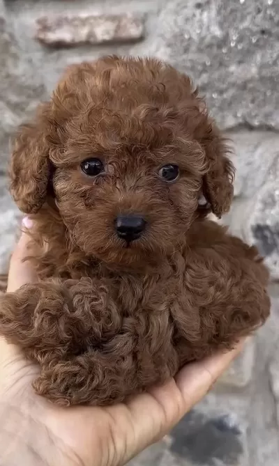 Toy Poodle Yavru Köpeğimiz