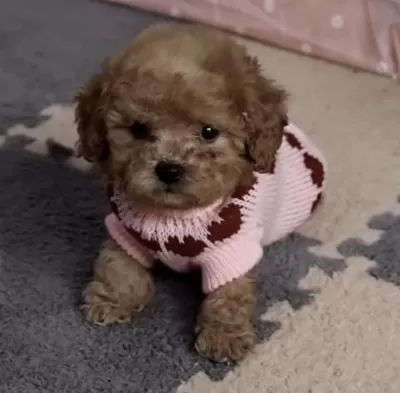 Harika Toy Poodle Köpeği