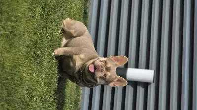 İsabella Tan French Bulldog (fluffy-coco) Carrier