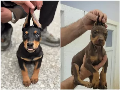 Siyah Ve Kizil Doberman Yavrularimiz