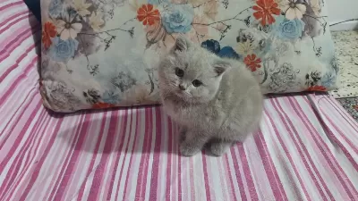 Harika Sevimli Ve Uyumlu Bir Kedimiz