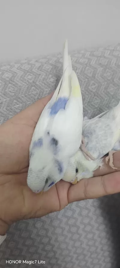 Sağlıklı Yavru Muhabbet Kuşu