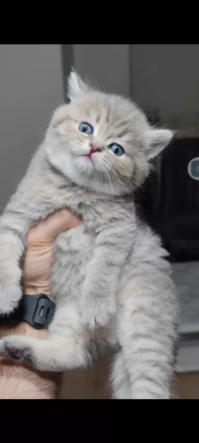 British Shorthair Kedimiz