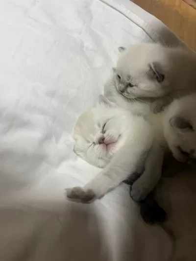Yeni Yuvasını Arıyor Kedilerimiz