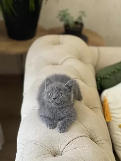 Hemen Teslim British Shorthair Gri Yavrum