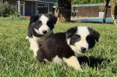 Border Collie Yavrularımız