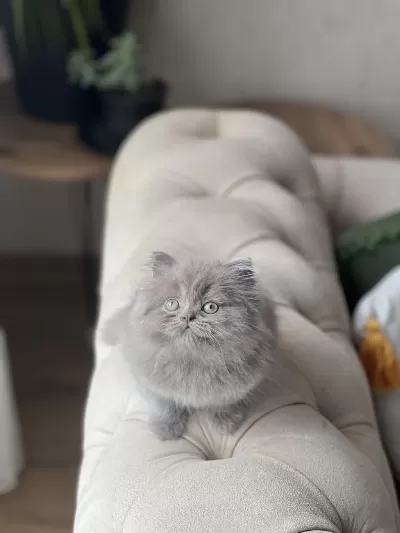 Mükkemmel Kalite British Longhair Yavrum