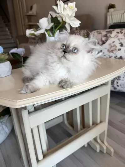 British Longhair Blue Point Kardeşler