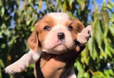 Cavalier King Charles Baby
