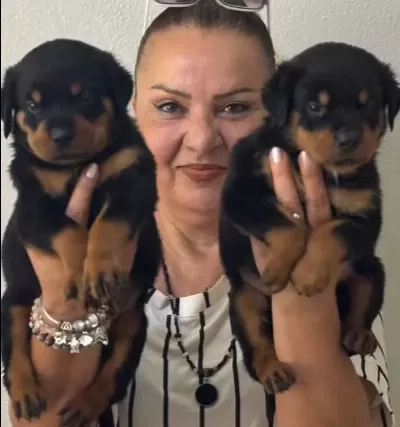 Muhteşem Koca Kafa Rottweiler Yavrularımız