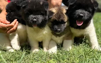 Amerikan Akita Kara Maske Yavrular