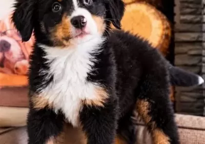 Bernese Mountai̇n Dog Yavrulari
