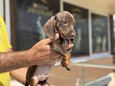 Ankarad Tek Mini Dachshun Yavrumuz
