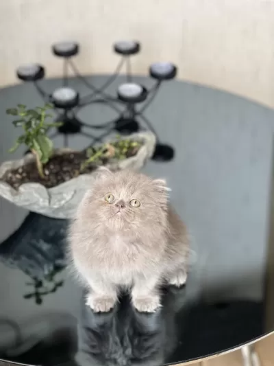 İrkinin En İyisi British Longhair Yavrum