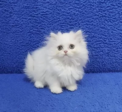 İstanbul İçi 7/24 Adrese Teslim Longhair British Ponçik