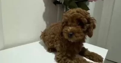 Orijinal Mini Toy Podgle Yavruları
