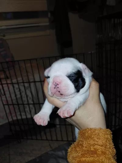 Pied Dişi Bebek French Bulldog