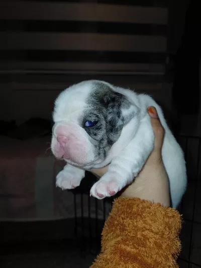 Merle Pied Erkek French Bulldog