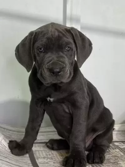 Dev Adaylari A Kali̇te Cane Corso Yavrularimiz