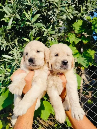 A Kalite Golden Retriever Yavruları