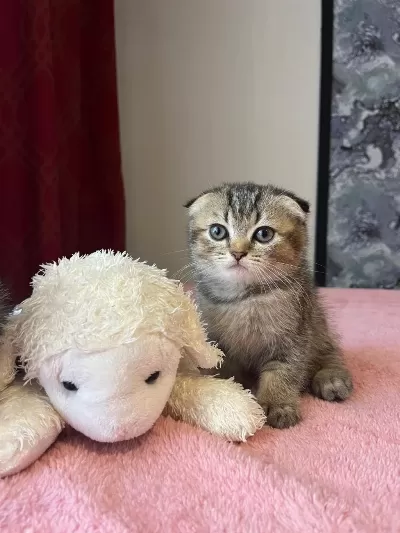 Beyaz Ve Golden Eğik Kulaklı Tatlı Scottish Fold Yavrularım