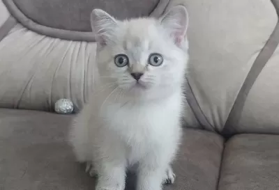 British Shorthair Silver Yavrularim