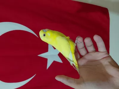 Ele Alıştırmalık Yavru Muhabbet Kuşu