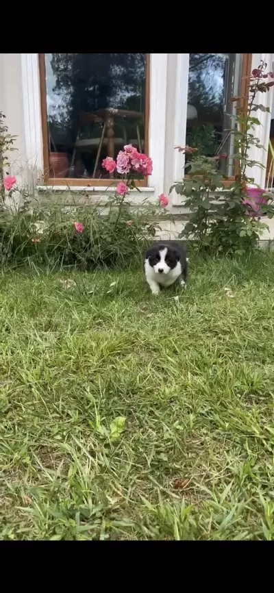 Anne Baba Şrc Li Orjinal Border Collie Yavru Sahiplendirme