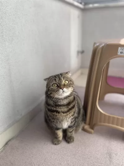 Scottish Fold Dişi Kedimiz