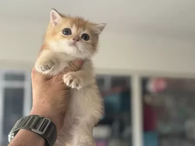 En Güzel Golden British Shorthair Yavrularımız