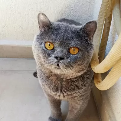 Safkan Kehribar Gözlü British Shorthair
