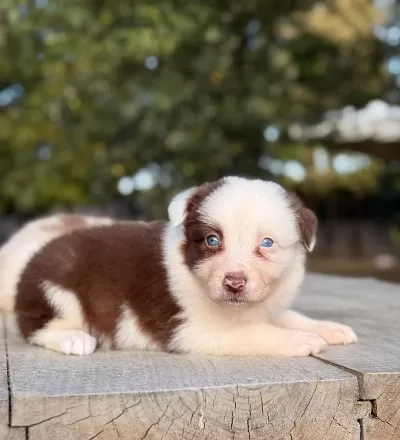 Üst Düzey Border Collie Yavrulari
