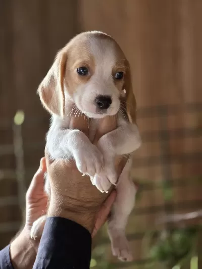 İrk Standartlarina Uygun Beagle Yavrulari