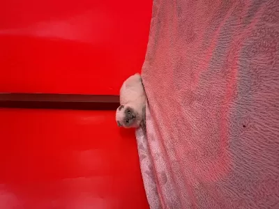 Şans Ayağınıza Geldi 2 Prenses Scottish Fold